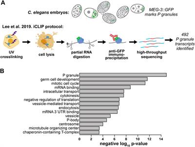 It’s Just a Phase: Exploring the Relationship Between mRNA, Biomolecular Condensates, and Translational Control